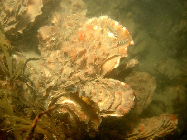 Crassostrea gigas